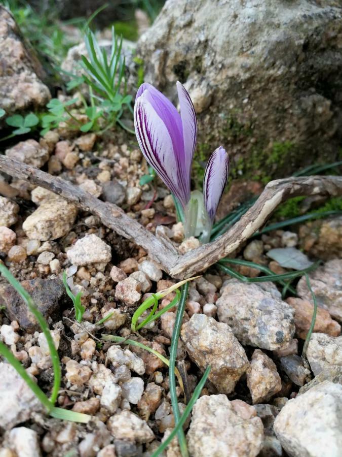Il Giardino All'Angolo Villacidro Exteriör bild